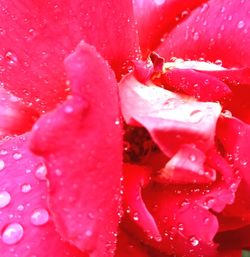 Close-up of wet pink flower