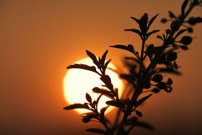 Close-up of silhouette plant against orange sky
