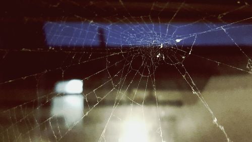 spider web