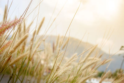 Close-up of wheat growing on field against sky