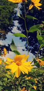 Close-up of yellow flowering plant