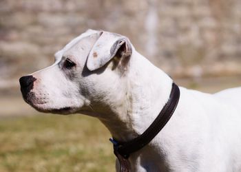 Close-up of a dog looking away