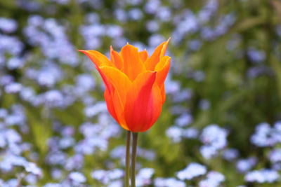 Close-up of orange flower