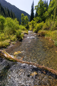 River flowing amidst trees in forest