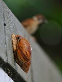 Close-up of snail on leaf