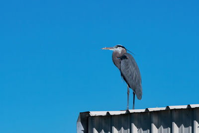 Low angle view of bird perching on roof against blue sky