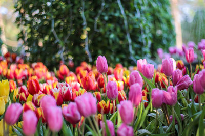 Close-up of pink tulips in park