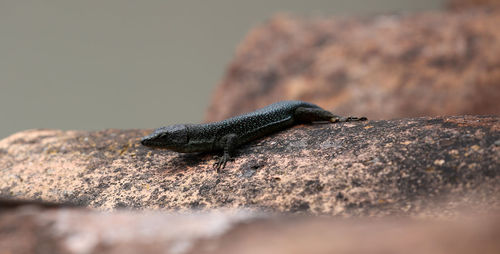 Close-up of lizard on rock