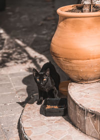 Portrait of black cat on stone