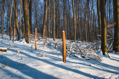 Trees on snow covered field during winter