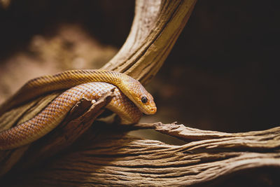 Close-up of lizard on tree