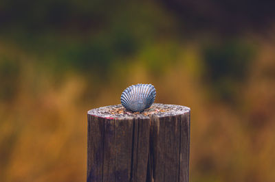 Close-up of shell on wooden post