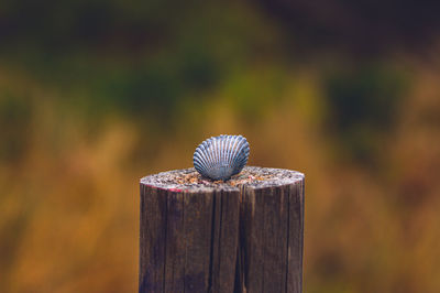Close-up of shell on wooden post