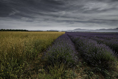 Scenic view of field against cloudy sky