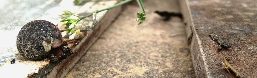 High angle view of insect on wood