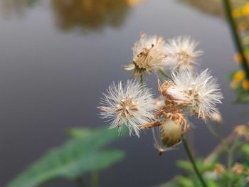 Close-up of white dandelion flower