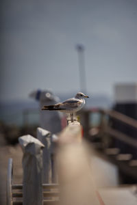 Seagull perching on wooden post