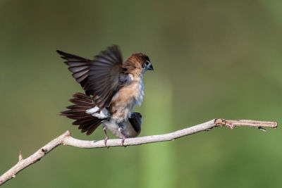 Bird perching on a branch