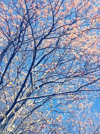 Low angle view of bare tree against sky