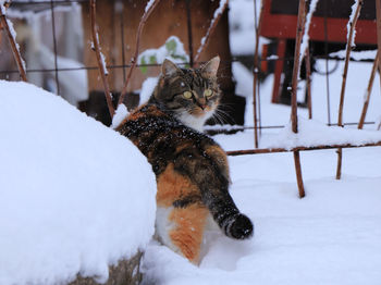 Portrait of cat in snow