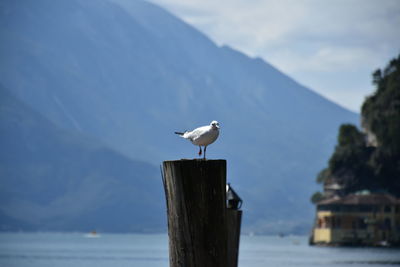 Bird perching on shore against sky