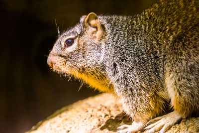 Close-up of squirrel