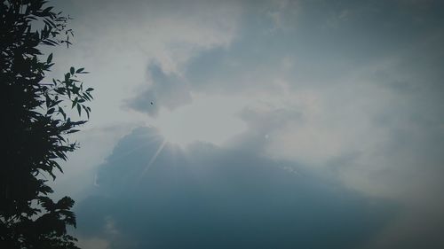 Low angle view of trees against sky