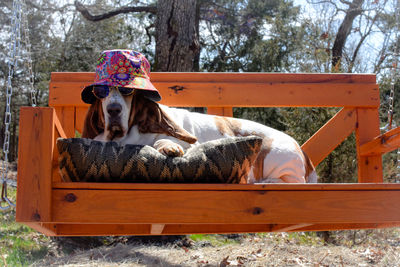 Portrait of dog sitting on wooden swing wearing sunglasses and bucket hat