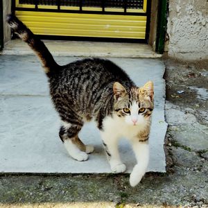 Portrait of cat sitting outdoors