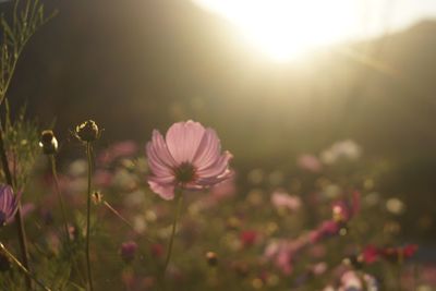 Close-up of pink flowering plants on field