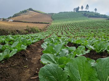 Scenic view of agricultural field