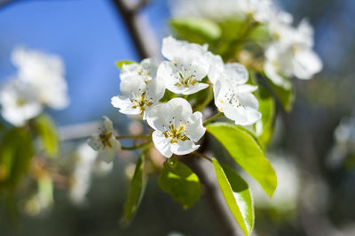 Close-up of white cherry blossoms