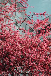 Low angle view of cherry blossoms in spring