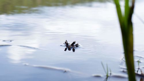 High angle view of bird swimming in lake