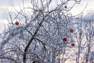 Close-up of fruits on bare tree during winter