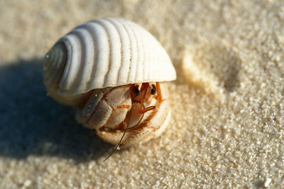 Close-up of snail