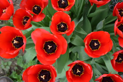 Full frame shot of red flowers