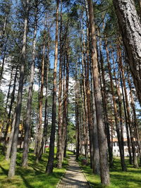 Walkway amidst trees in forest against sky