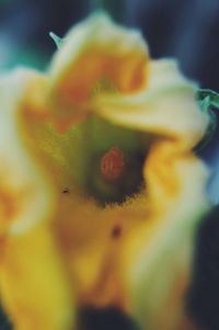 Close-up of yellow flower