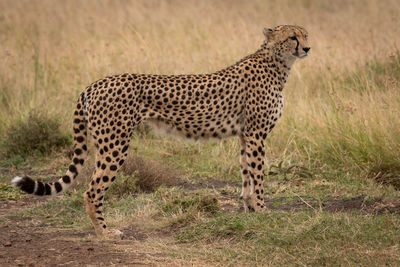 Side view of cheetah on grassy field during sunny day