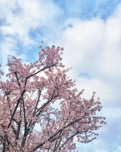 Close-up of cherry blossom tree against cloudy sky