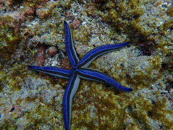 Close-up of coral in sea