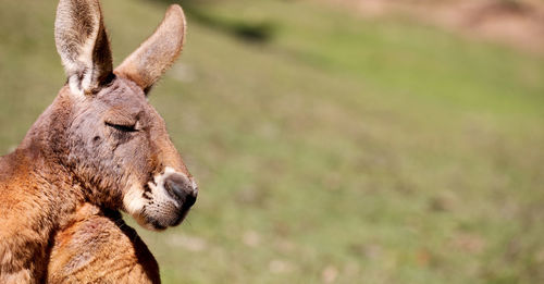 Close-up of wallaby