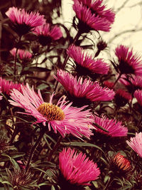 Close-up of pink flowering plants