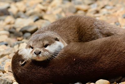 Close-up of otters relaxing on field