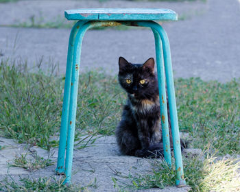 Portrait of cat sitting on grass