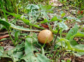 Close-up of mushrooms growing on field