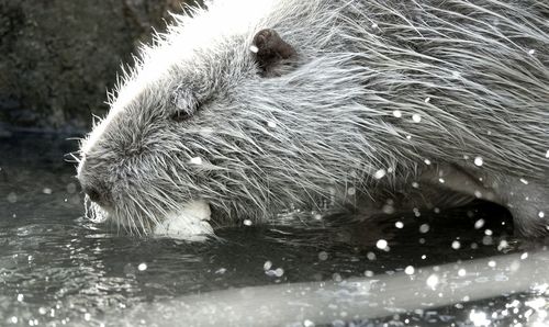 Close-up of drinking water in a lake