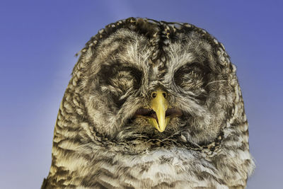 Portrait of barred owl with closed eyes