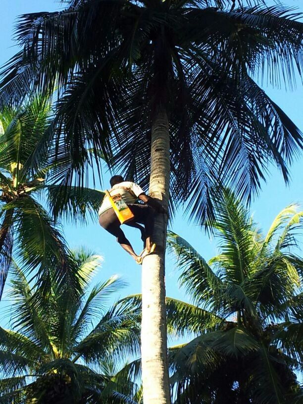 low angle view, tree, palm tree, tree trunk, branch, sky, coconut palm tree, growth, blue, bird, clear sky, day, nature, tall - high, street light, outdoors, green color, palm leaf, sunlight, perching